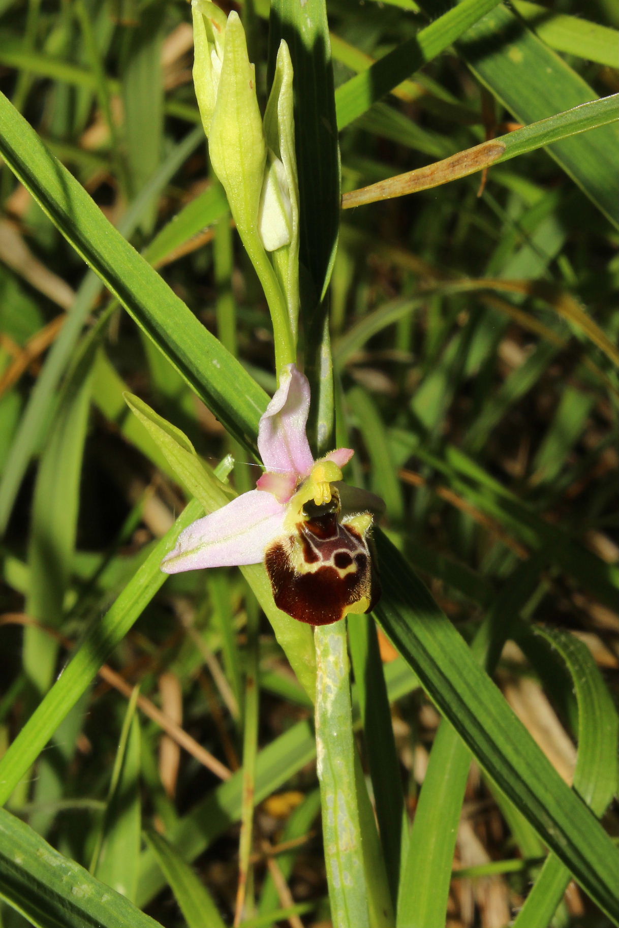 Ophrys tetraloniae